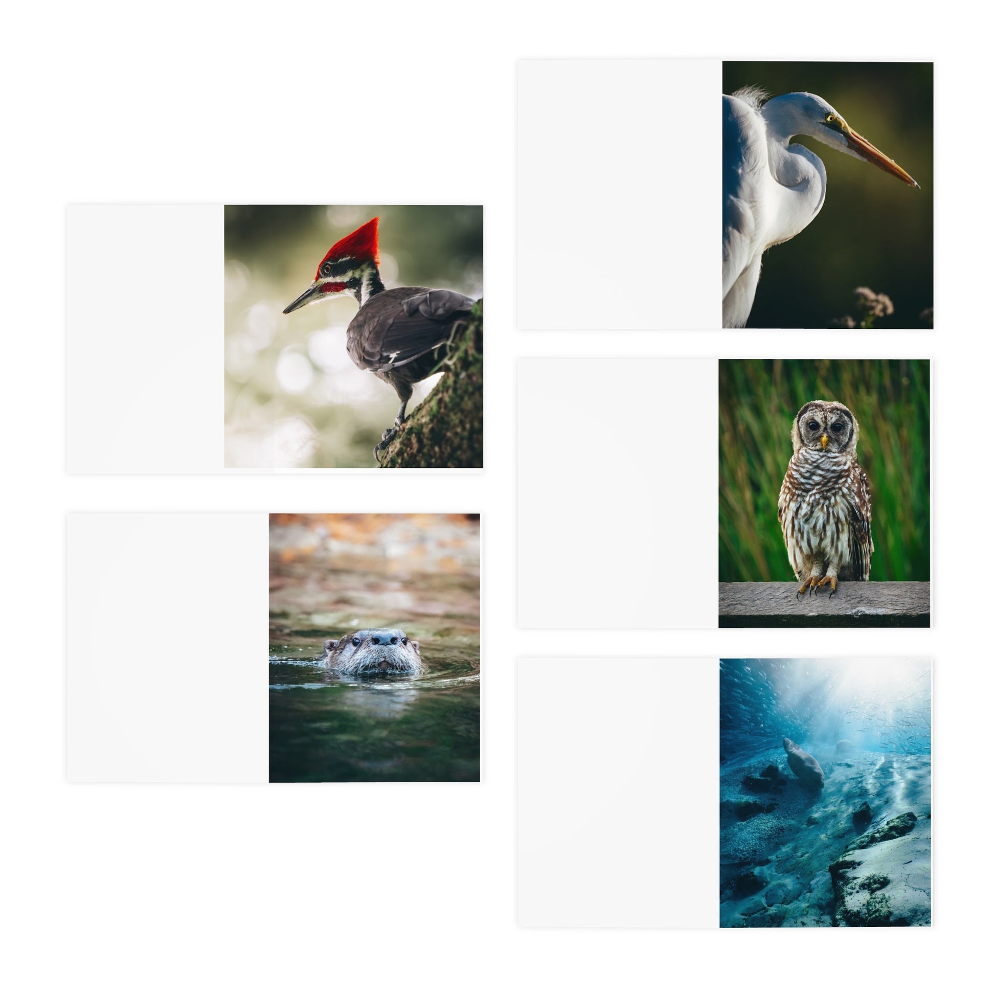 A Little Joy, A Lot of Heart – Capturing Nature’s Beauty by Josh Swander (5-Pack)