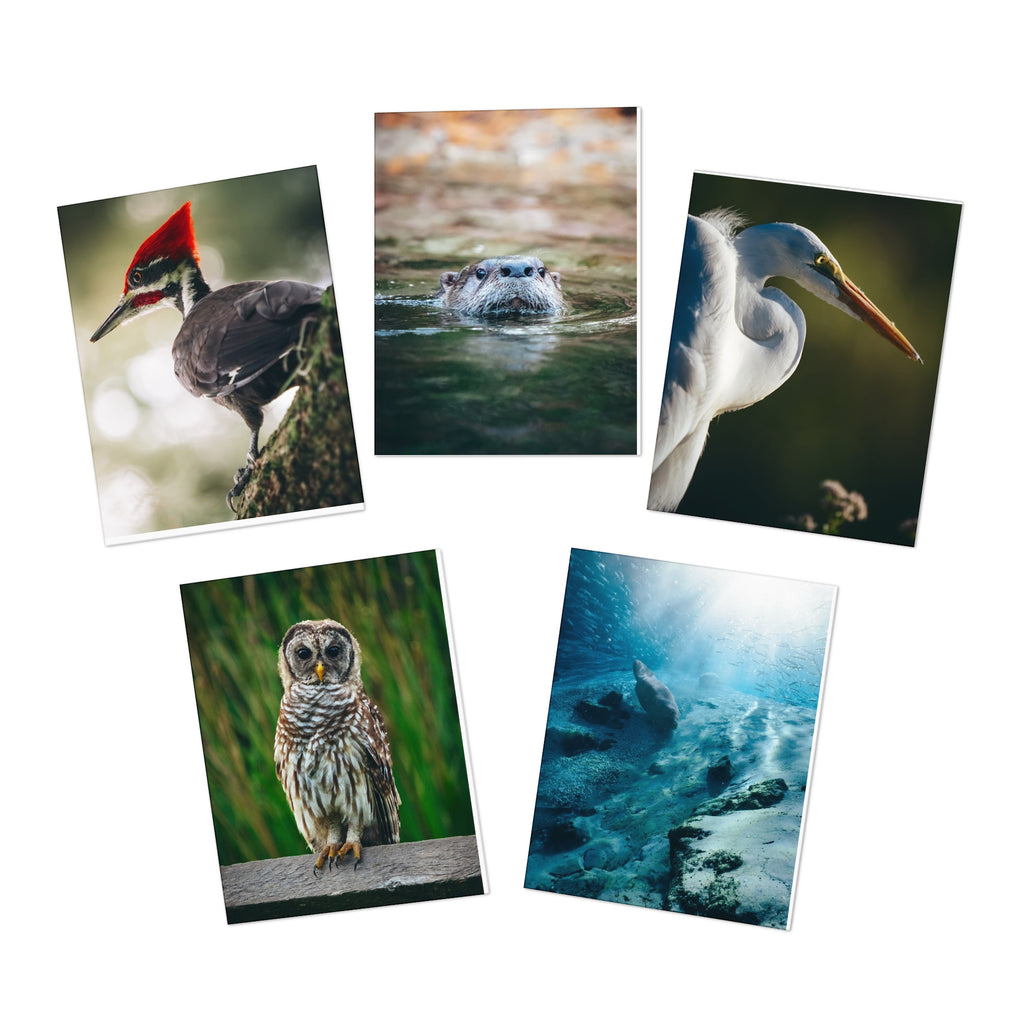 A Little Joy, A Lot of Heart – Capturing Nature’s Beauty by Josh Swander (5-Pack)