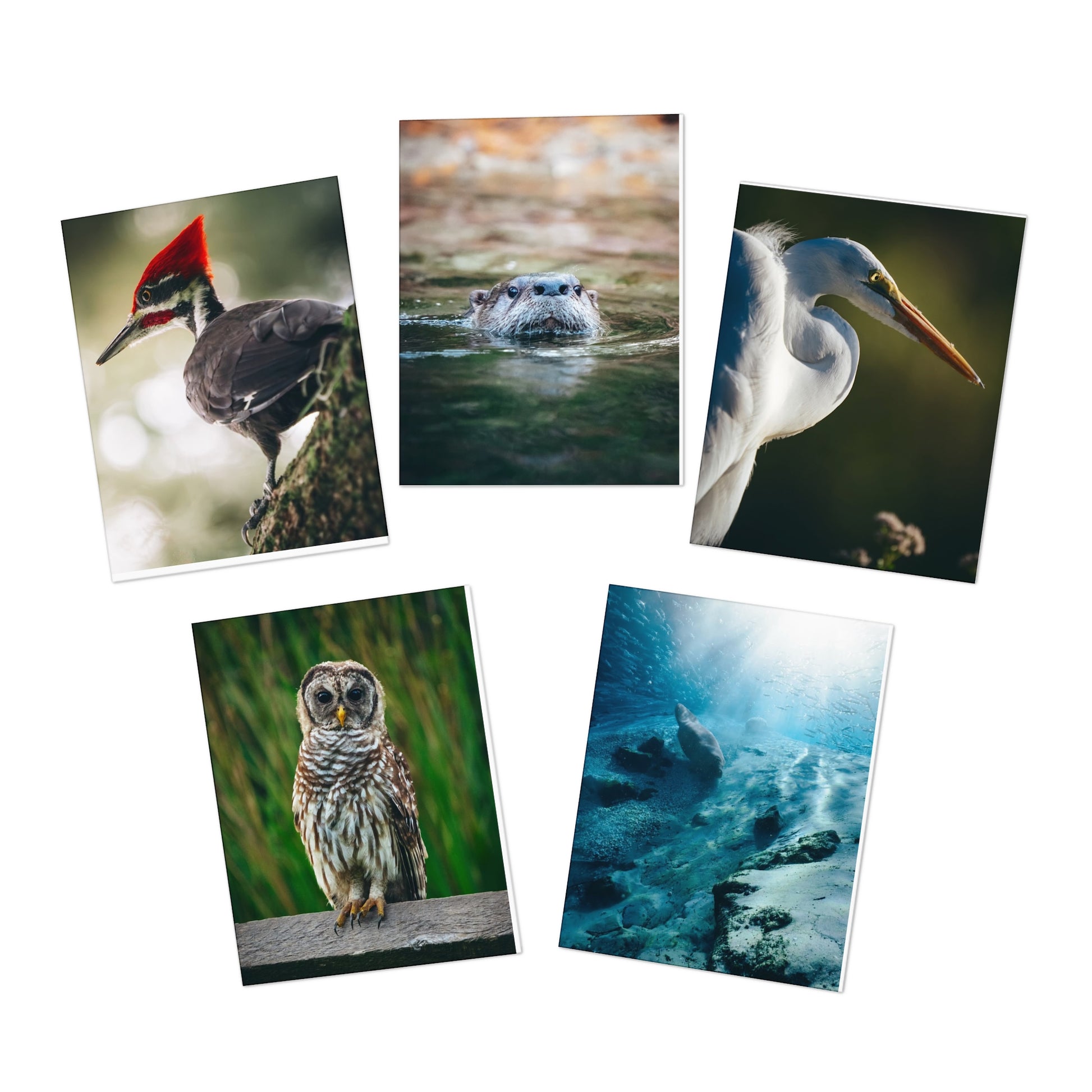 A Little Joy, A Lot of Heart – Capturing Nature’s Beauty by Josh Swander (5-Pack)