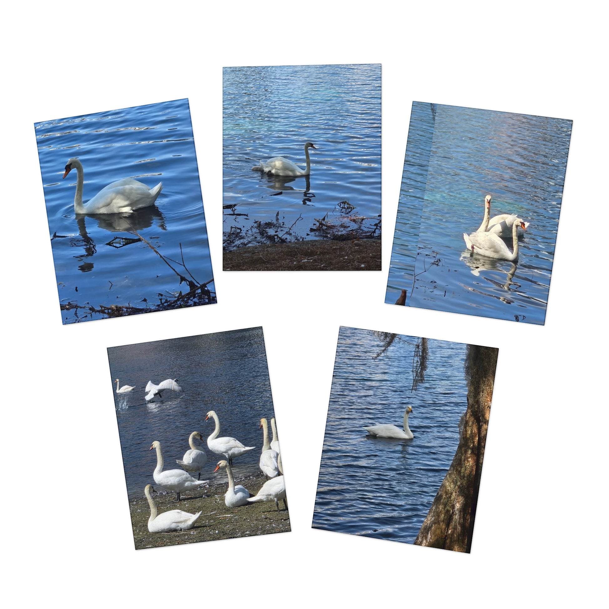 Elegant Swan Note Cards – Tranquil Lake Bird Photography Stationery Set