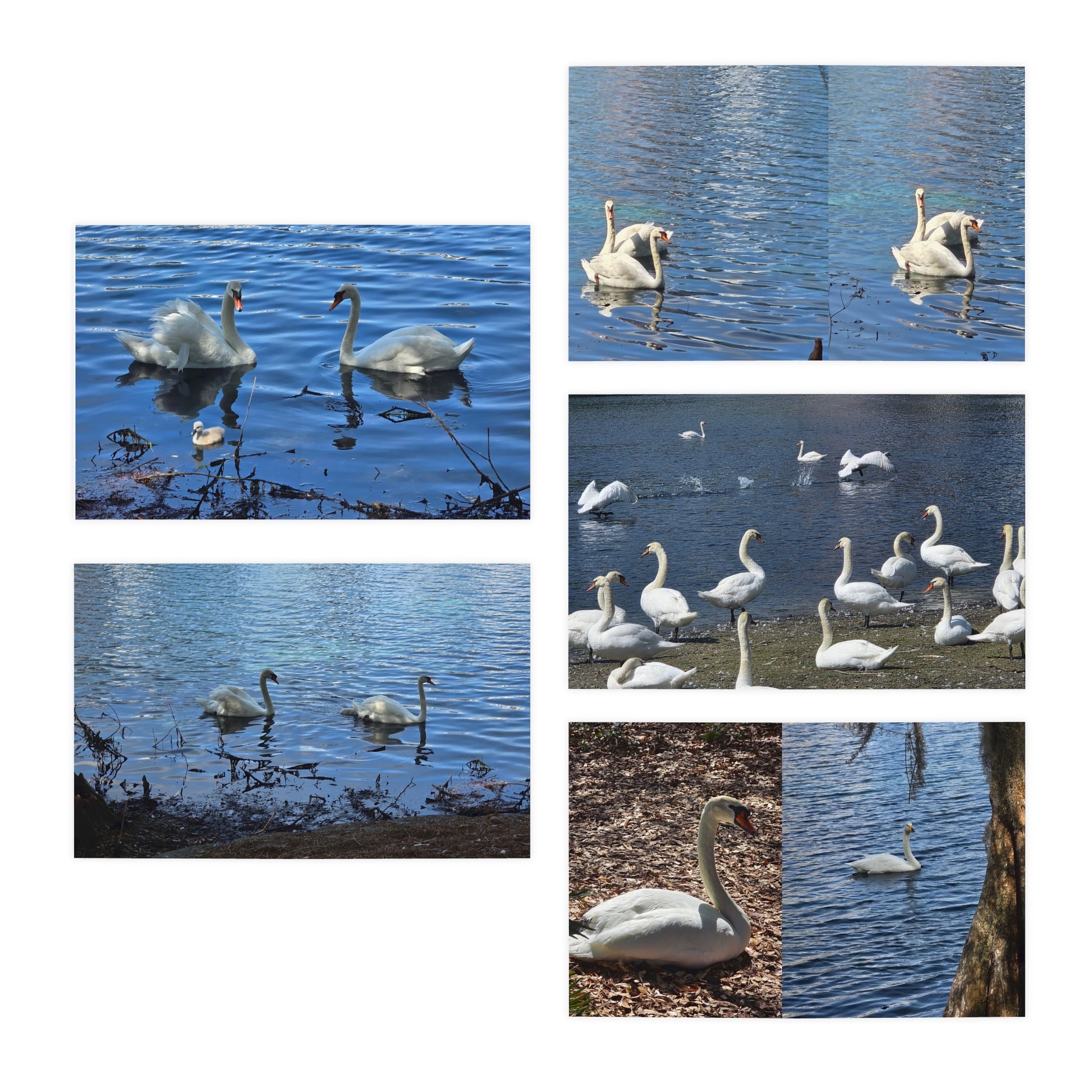 Elegant Swan Note Cards – Tranquil Lake Bird Photography Stationery Set