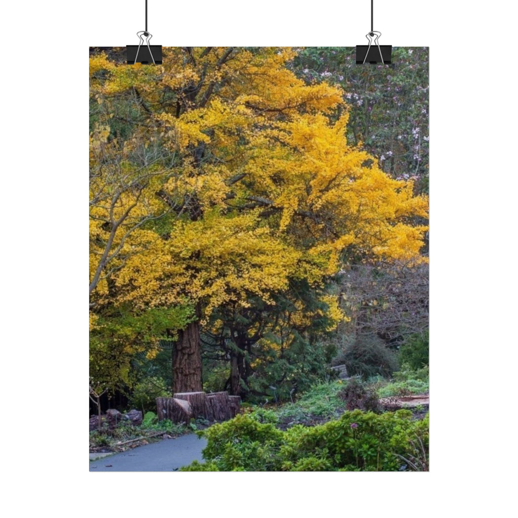 Golden Autumn Tree Rolled Poster Nature Wall Art Print