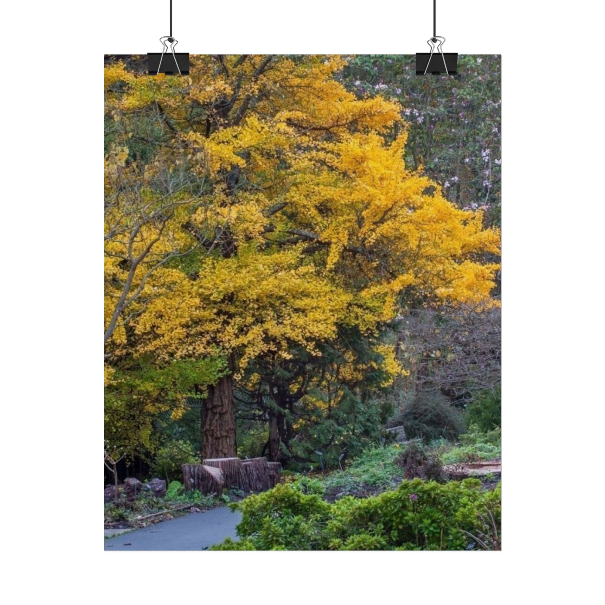 Golden Autumn Tree Rolled Poster Nature Wall Art Print