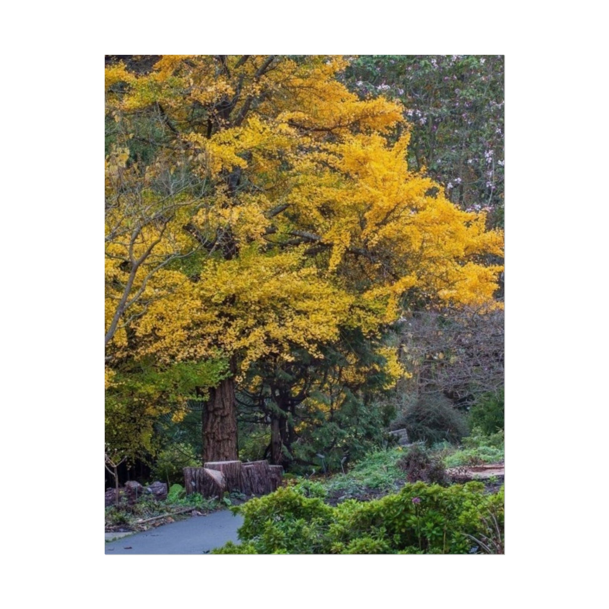 Golden Autumn Tree Rolled Poster Nature Wall Art Print