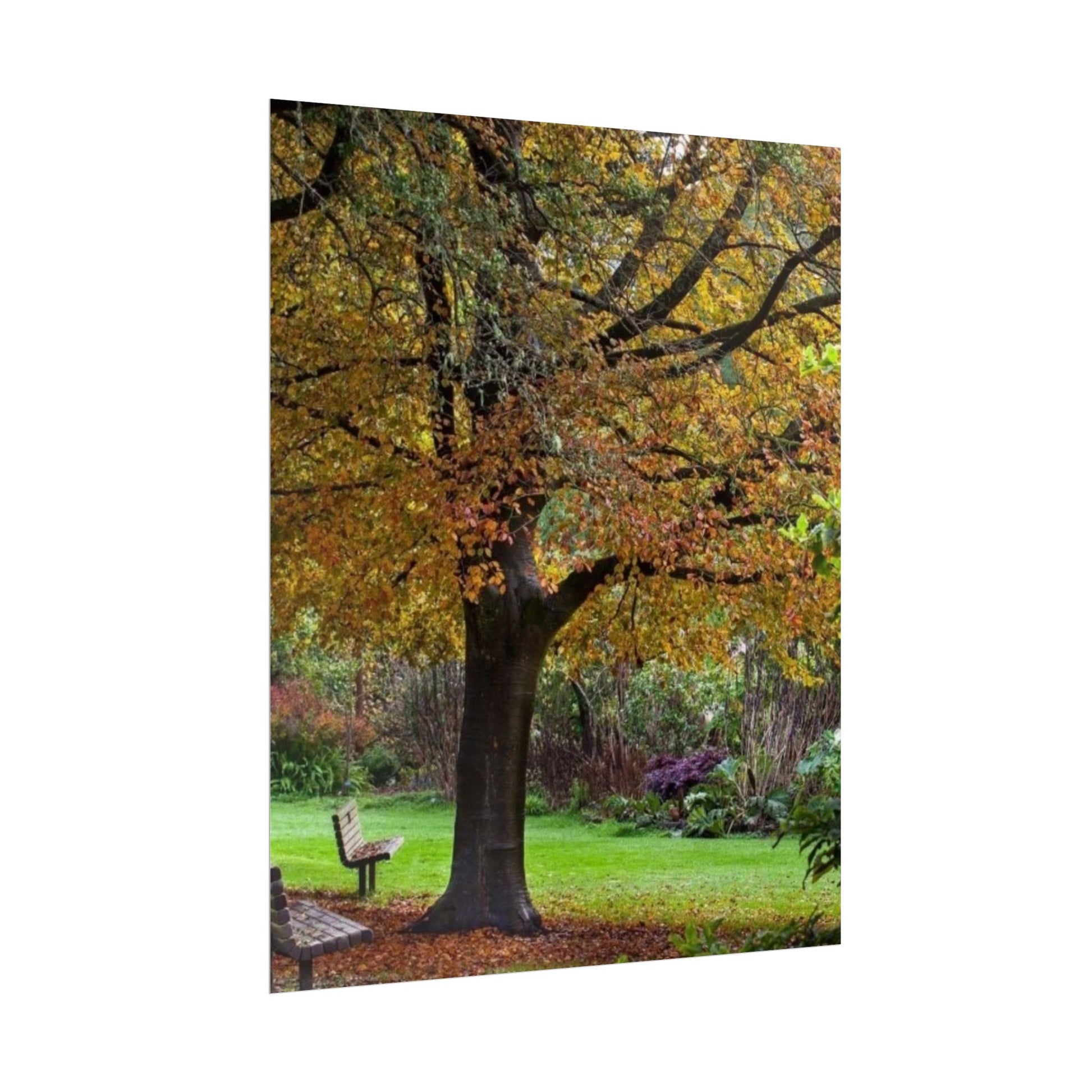 Autumn Serenity Rolled Poster - Cozy Nature Decor for Home & Office